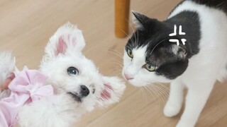 Pacarku cemburu karena kucing itu cuma sayang aku, jadi dia diam-diam memelihara anjing! Kelima angg