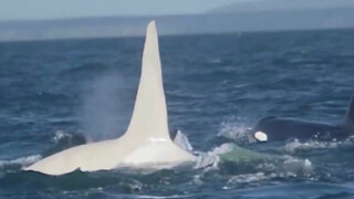 The world's first adult beluga killer whale sighting has reappeared!
