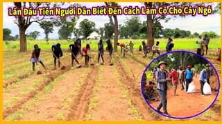 Bản São Pedro Tập 9 || Cách Làm Cỏ và Chăm Sóc Cây Ngô Cho Năng Suất Cực Cao