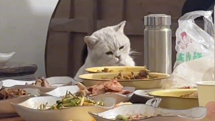 The first batch of cats who went back home are already sneaking snacks!