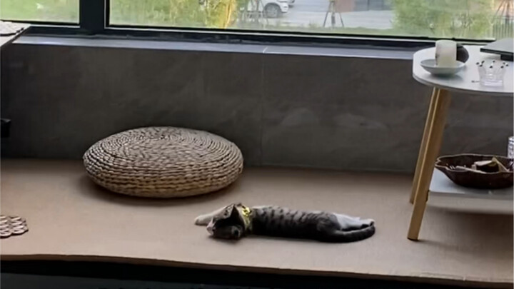 I never would have thought cats could enjoy drinking alcohol.