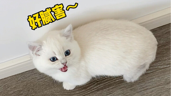 แค่ท่าเดียว แมวของฉันก็กลายเป็นแฟนตัวยงของฉันเลย!