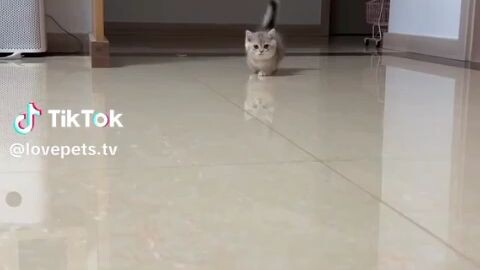 Cute na Pusa 😆