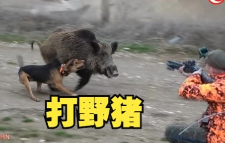 Berapa peluru yang bisa diterima babi hutan sebelum roboh?