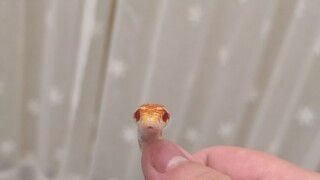 Apa Ular Jagung Suka Gigit Orang? Ularku yang Menggemaskan