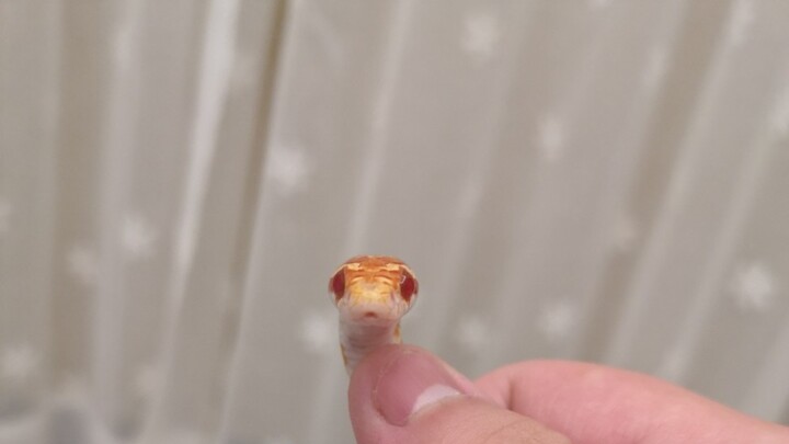 Do the Corn snakes Bite People? My Adorkable Snakes