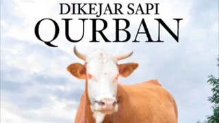 Apa ❗Dikejar Sapi Qurban❗Begini Cara Buatnya❗