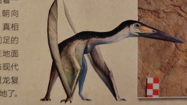 Majalah Museum Edisi Mei 2023, spesial jejak fosil makhluk purba – edisi dengan isi yang sangat unik