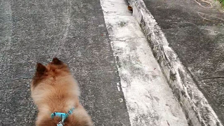 Dog walking #chowchow #dog #vlog