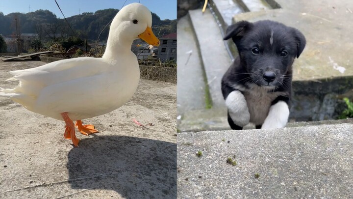 Relying on others for power, the dog looks utterly wronged.