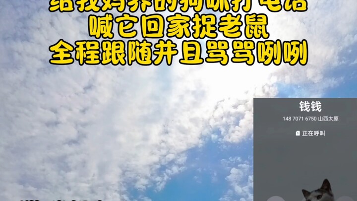 猫咪第一视角:打电话喊钱钱回来捉老鼠，厨房阁楼的老鼠都在蹦迪啦，以前没有摆梯子，钱钱从来没有上去过，导致老鼠太过嚣张，本来期待钱钱捉个大老鼠，结果我俩白折腾~