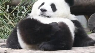 这种熊危险吗？