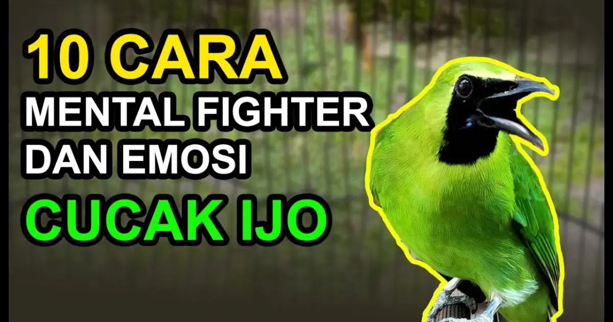 Cara Menaikan Emosi Cucak Ijo Cara Menaikan Emosi Cucak Ijo