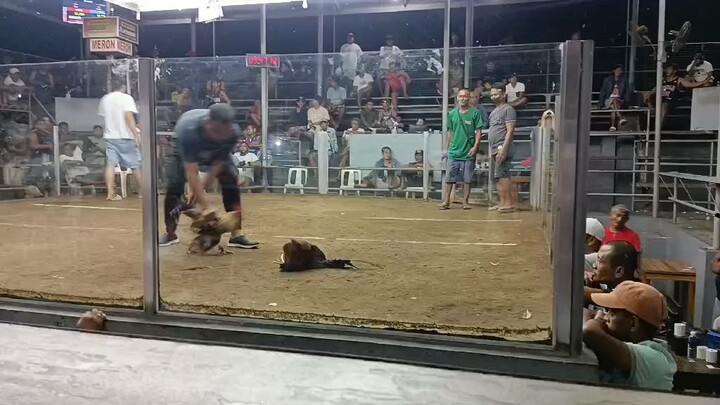 bulik habulin ng ulot may palong at lambi 1xwin