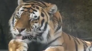 เสือ: ในฐานะที่ฉันเป็นเสือตัวหนึ่ง🤤 การเลียตัวเองสักหน่อยไม่ใช่เรื่องเกินไปใช่ไหมนะヾ(=ﾟ･ﾟ=)ﾉเมี๊ยว♪