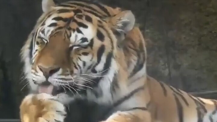 النمر: أنا نمر 😄، ليس من المبالغة أن ألعق نفسي قليلاً أليس كذلك؟ ヾ(=ﾟ･ﾟ=)ﾉ مياو ♪