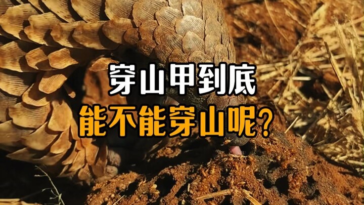 Can pangolins really penetrate mountains?