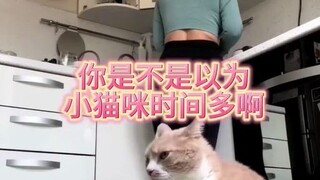 ربما تكون القطة الصغيرة مشغولة، لا تظن أن لدى القطة الصغيرة الكثير من الوقت.