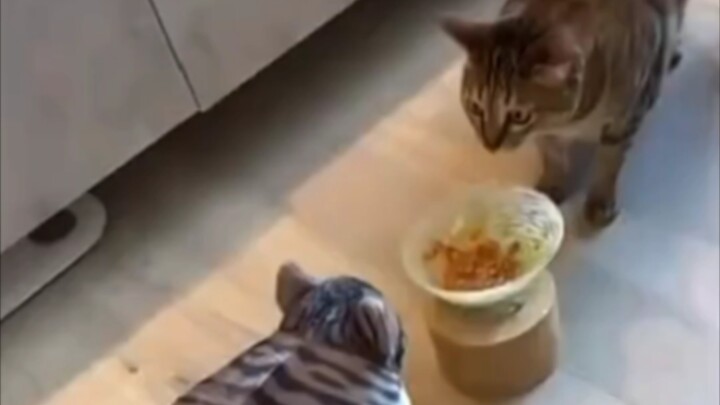 Cat: Such Intense Pressure!