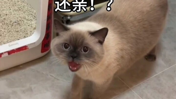 Aku punya kucing baru!