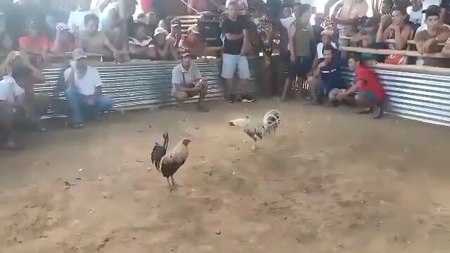 Meet my Hatch Grey lakas pumalo magaling mag Cutting  Bull stag Vs Cock