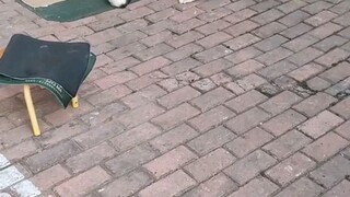 Funny Cats🤣