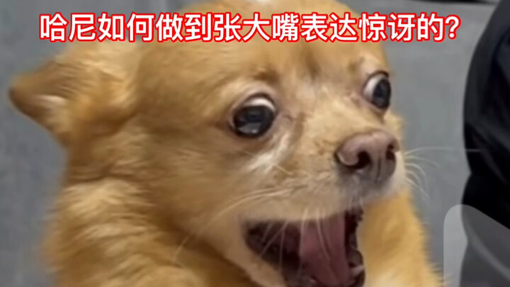 Today, I'll use some behind-the-scenes footage to respond to those who questioned [the dog opening i