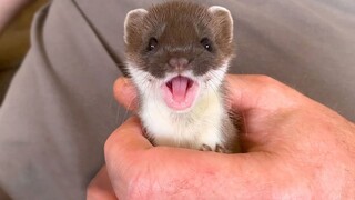Rescue and care for lost wild ferrets