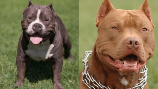 Pitbulls สุขภาพดี EP39 การรวบรวม Pitbull ที่ตลกและน่ารัก