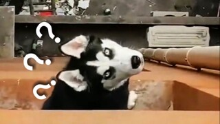 Animal Behavior Awards 104