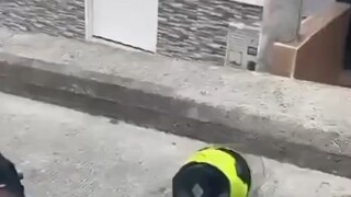 恶犬伤人 本想单挑 不料打不过 掏出众生平等器 恶犬倒头就睡 像婴儿般的优质睡眠