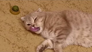 😂 Funniest Cats and Dogs Videos 😺🐶 || 🥰😹 Hilarious Animal Compilation №141