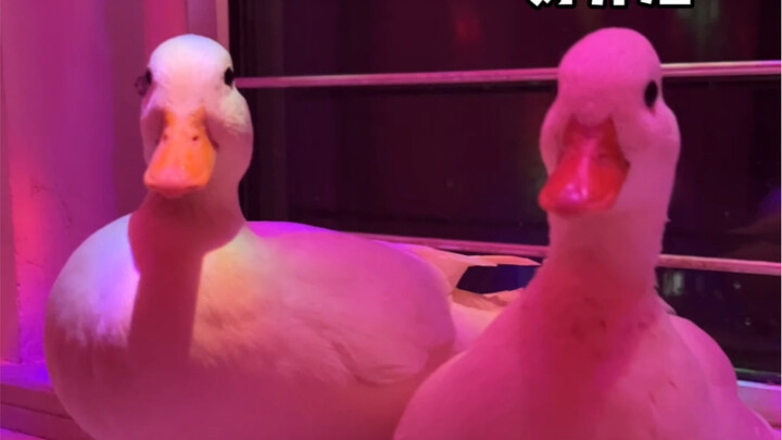 A Failed Blind Date Experience