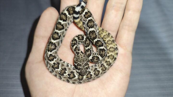 Ular derik kecil yang dihancurkan oleh siluman kera Yasha malam itu segera bersembunyi di bawah tubu