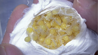 So cute! A bunch of little ones have grown tiny feet—let's crack the eggs!