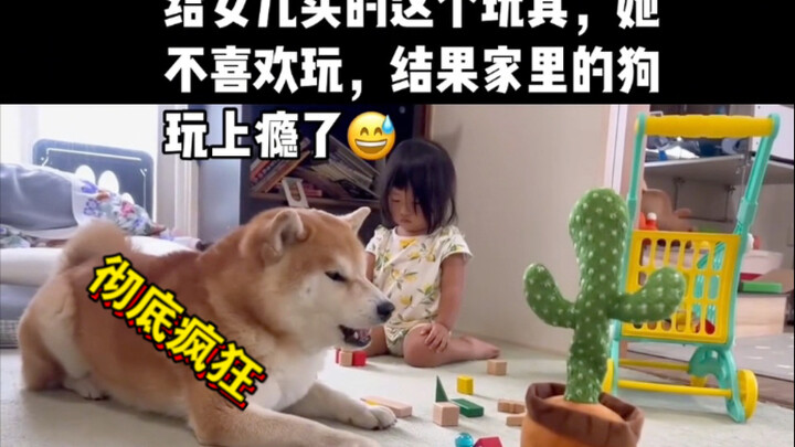 狗子玩仙人掌玩具