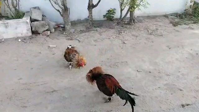 Last sparring for Hack fight