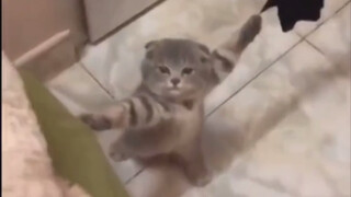 Cats and dogs: Is this something a human would do?!