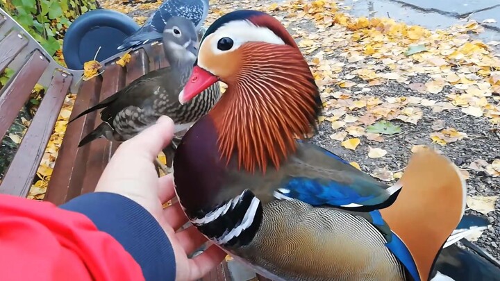 Cho uyên ương ăn, xong rồi cho vuốt ve