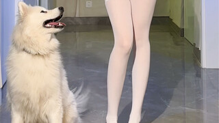 谁家的修狗这么乖呀，哦原来是我家的