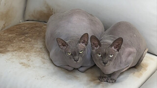 How terrible is it for hairless cats to lose color in summer?