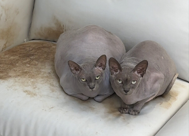 How terrible is it for hairless cats to lose color in summer?