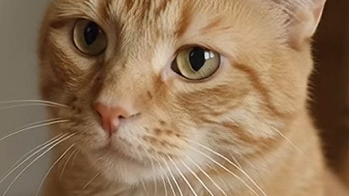 📱😹 This Cat Answered the Phone… and Mom Was Shocked!