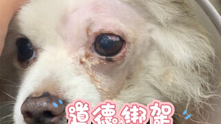 Chó Pomeranian bị vứt trước cửa bệnh viện, vết thương ba ngày bị cắn đã lở loét, nhiễm trùng và thủn