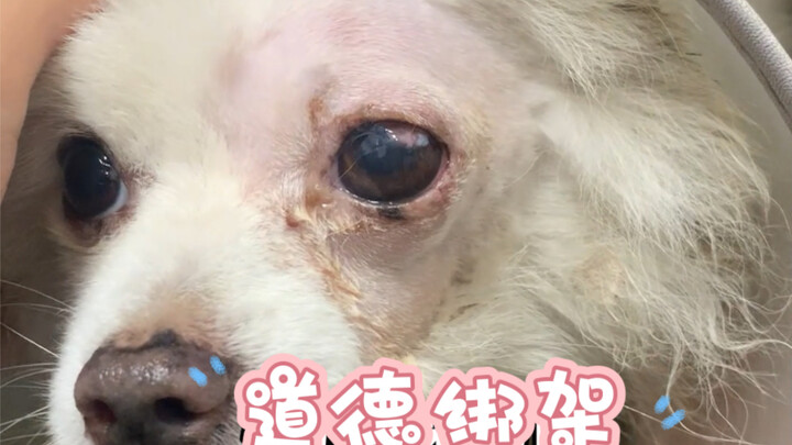 被扔在医院门口的博美，咬伤三天伤口溃烂感染角膜穿孔