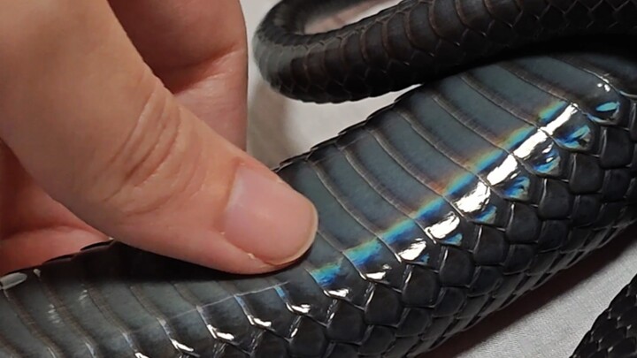 الإنسان يداعب بطني الملوّن.