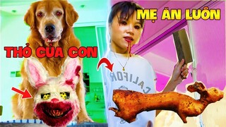 Thú Cưng Vlog | Chó Gâu Đần Golden Troll Mẹ #22 | Chó golden vui nhộn | Funny pets smart dog