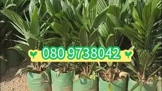 อยากได้ต้นกล้าปาล์มคุณภาพดี ลูกดก ทนแล้งพร้อมปลูกลงหลุมได้เลย โทร.080 973 8042📣📣