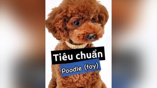 Tiêu chuẩn Poodle nè! pet thucung poodle thucungvuinhon thucungdethuong chó chó_cưng