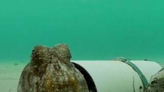 拯救一只塑料管里产卵的章鱼妈妈